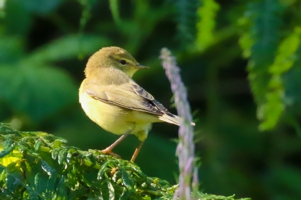 A Willow Warbler stands on green vegetation in Avoca, Wicklow