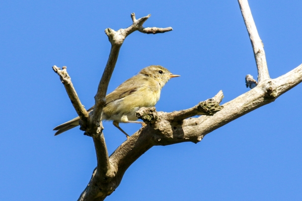 A Willow Warbler sites on a tree branch at Avoca, Wicklow