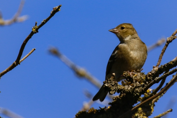 A Chaffinch on a tree with a blue sky background
