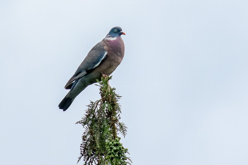 Bird Watching Ireland Avoca