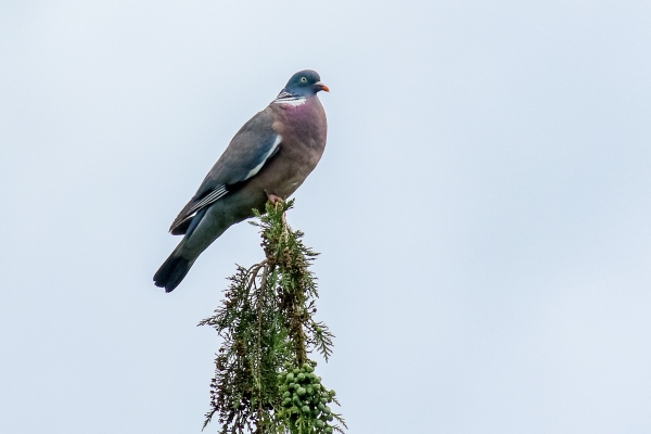 Wood Pigeon perched on top of a tree