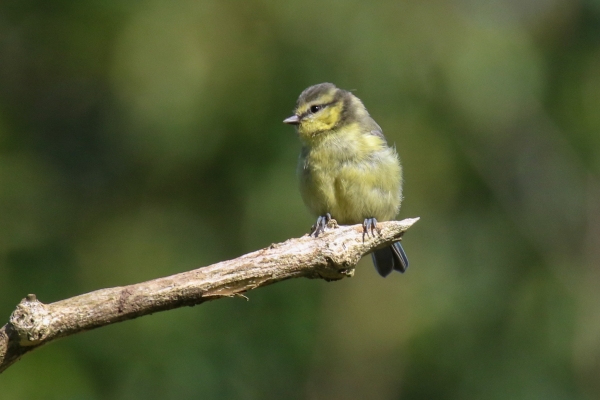 A Juvenile Blue Tot sits on a branch at Red Kite Wals, Avoca, County Wicklov
