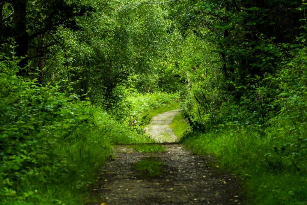 Bird Watching Ireland Avoca