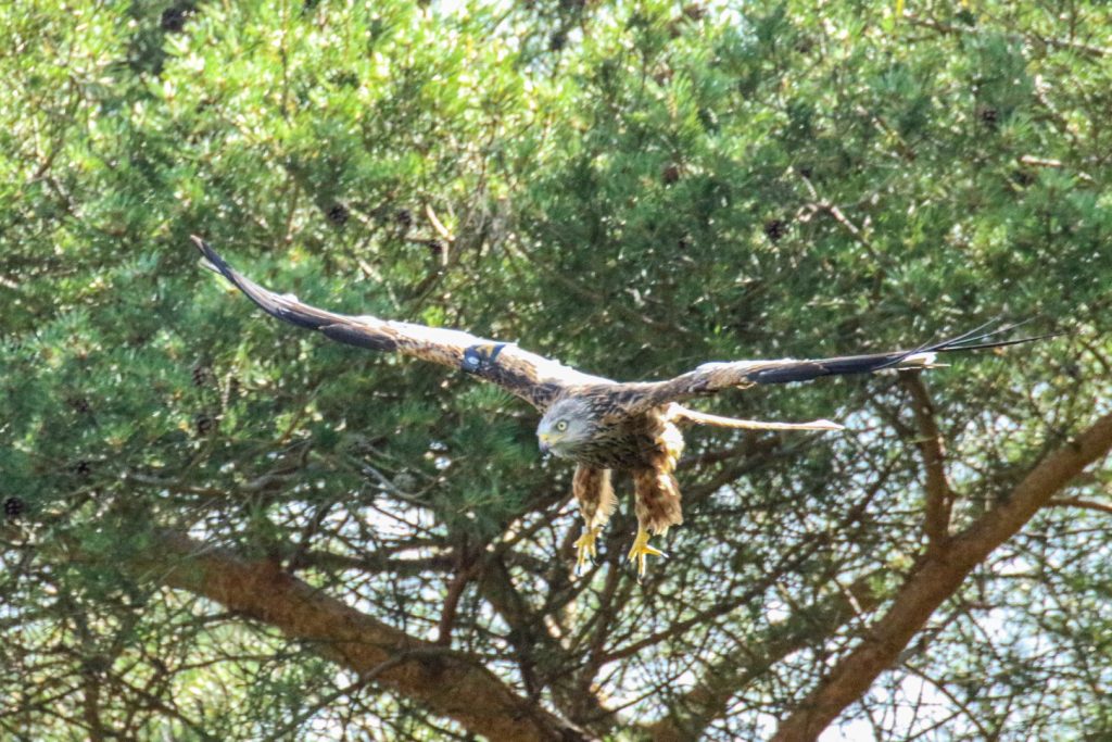 Bird Watching Ireland Avoca