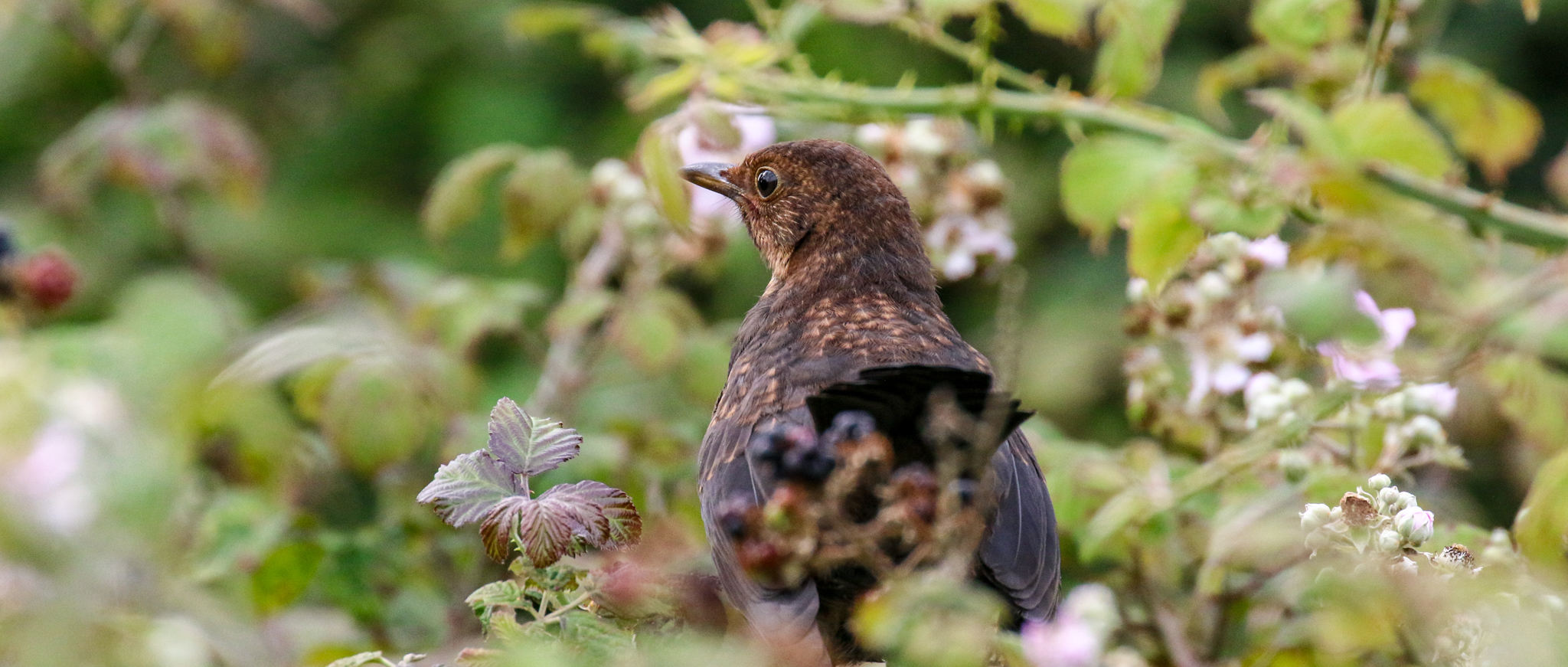 Bird Watching Dublin