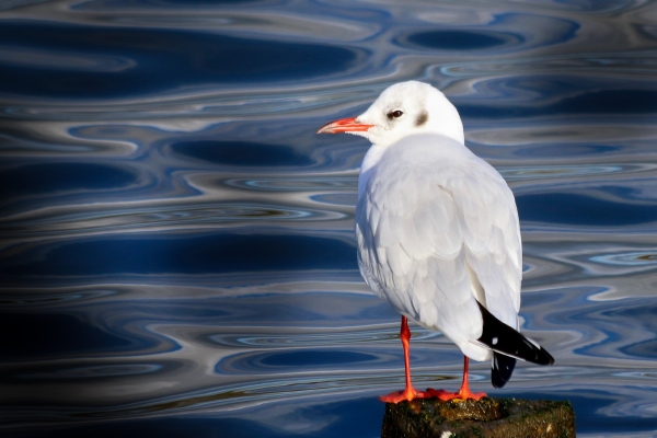Black Headed Gull sitting on rock overlooking the water