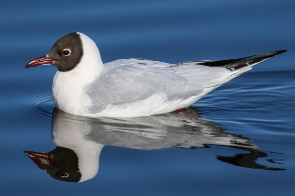 Black Headed Gull reflected in the blue water it is swimming in