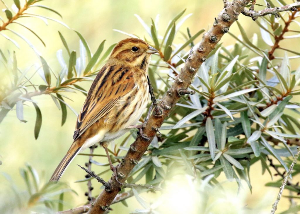 Birds of Bull Island, Dublin