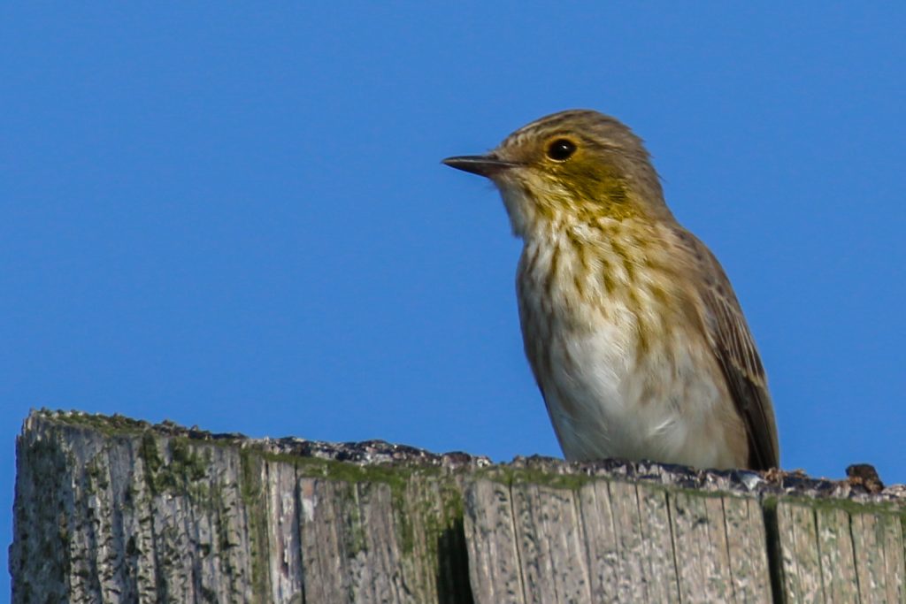 Birds of Bull Island, Dublin