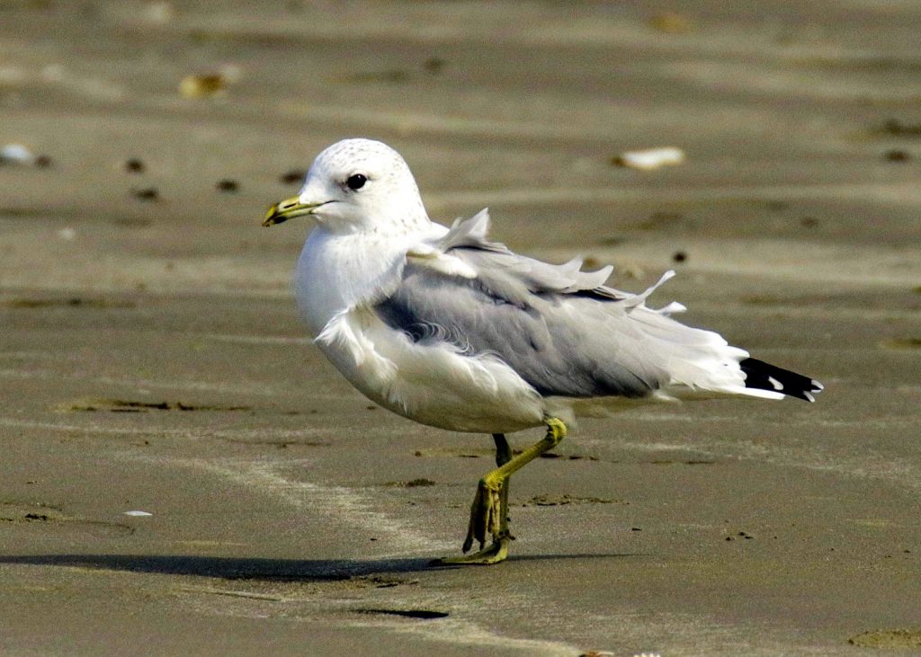 Birds of Bull Island, Dublin