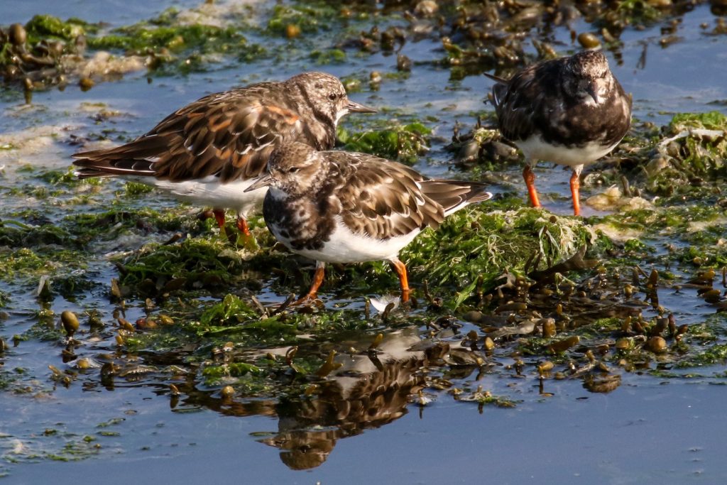 Birds of Bull Island, Dublin