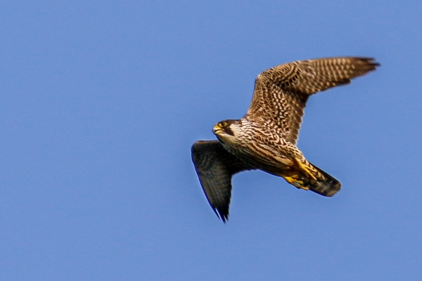 Peregrine in flight with blue sky in the background