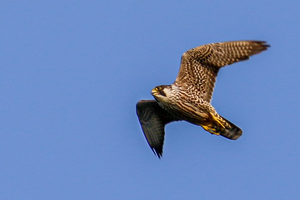 Birds of Bull Island, Dublin