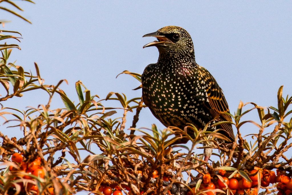 Birds of Bull Island, Dublin