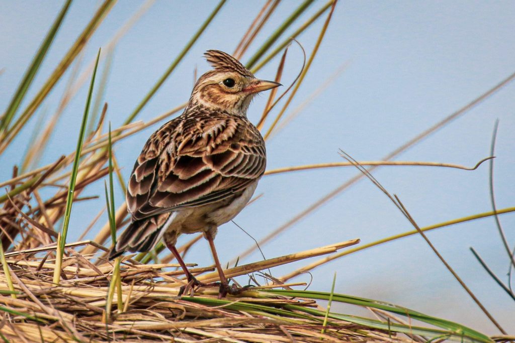 Birds of Bull Island, Dublin