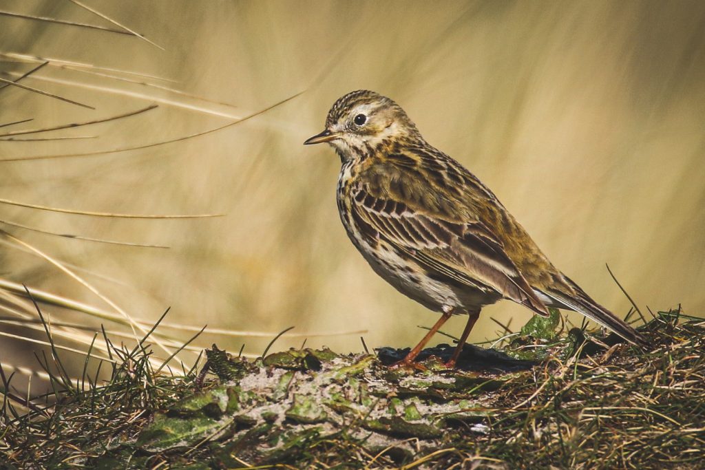 Birds of Bull Island, Dublin