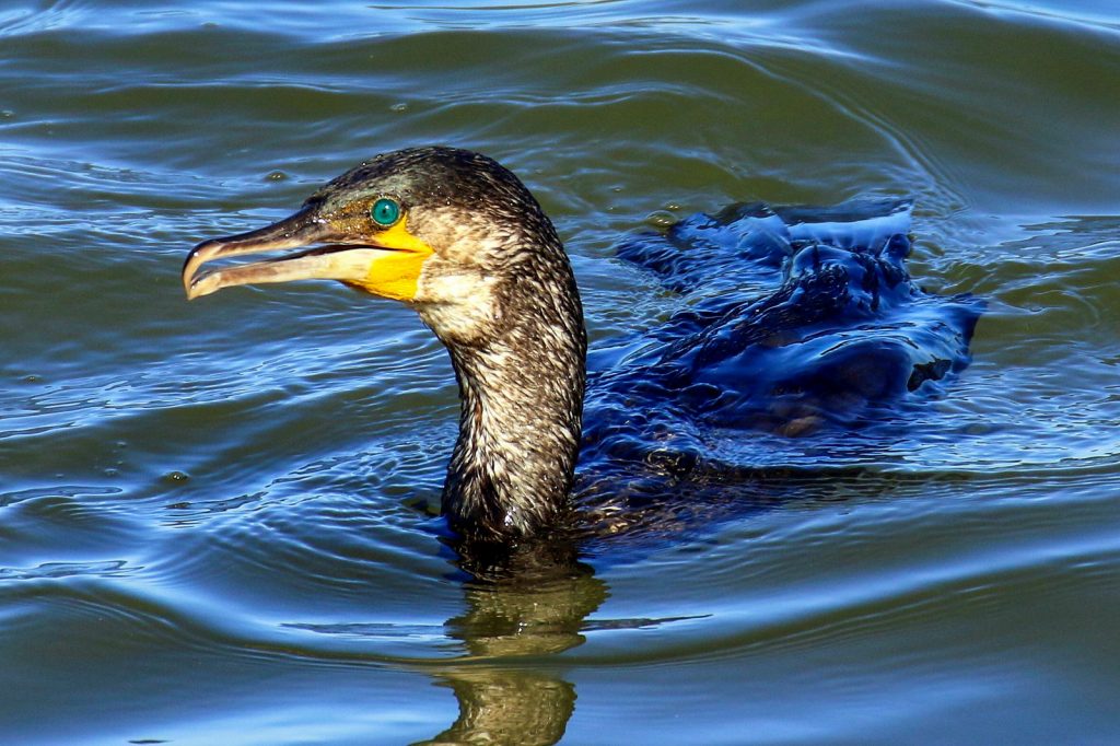 Birds of Bull Island, Dublin