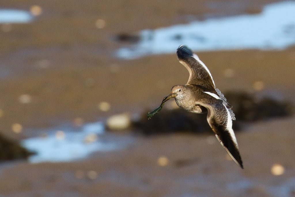 Birds of Bull Island, Dublin