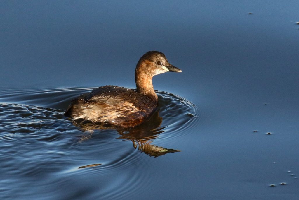 Birds of Bull Island, Dublin