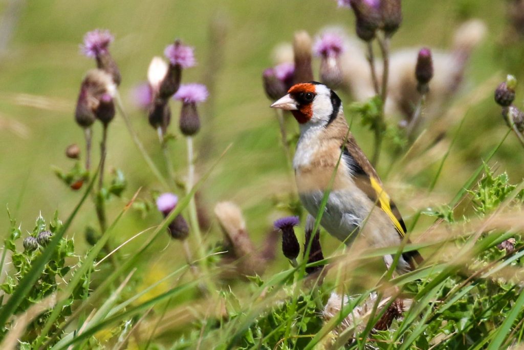 Birds of Bull Island, Dublin