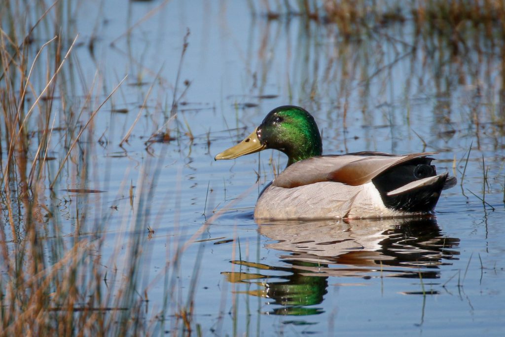 Birds of Bull Island, Dublin