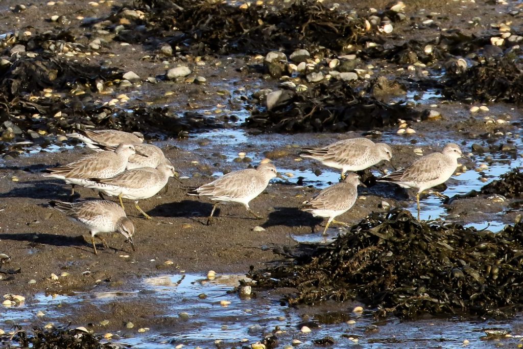 Birds of Bull Island, Dublin