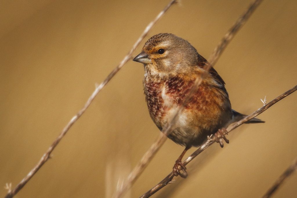 Birds of Bull Island, Dublin