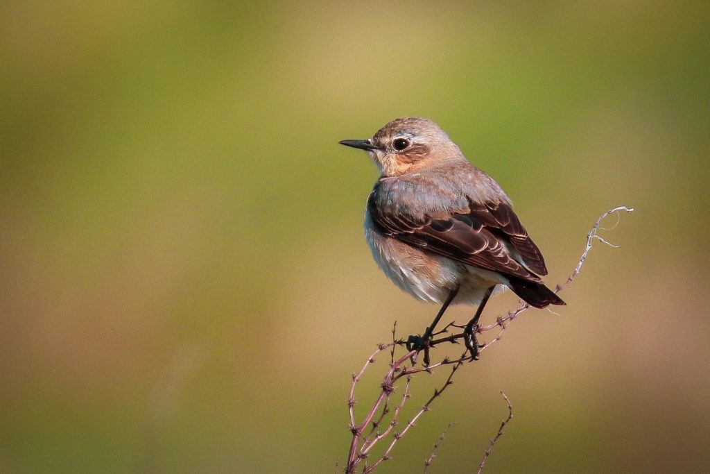 Birds of Bull Island, Dublin