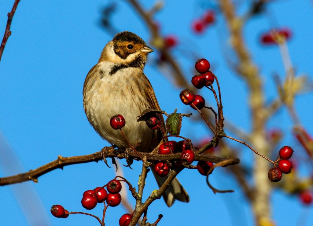 Birds of Bull Island, Dublin