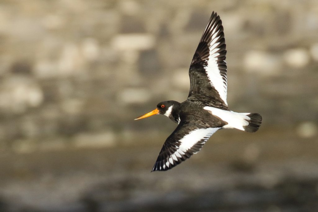 Birds of Bull Island, Dublin