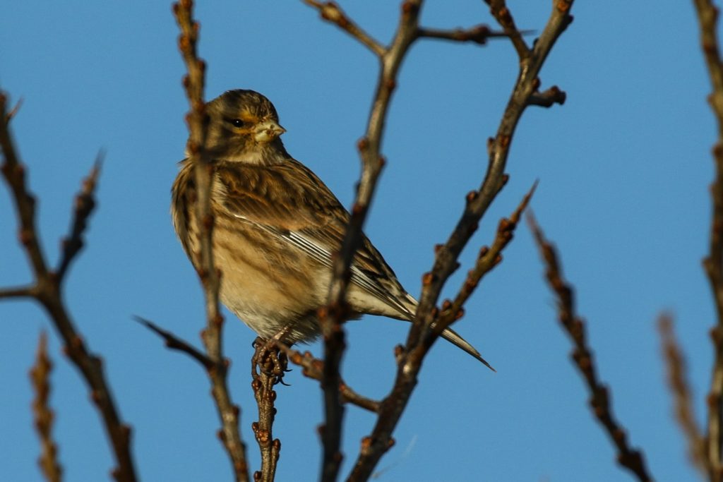 Birds of Bull Island, Dublin