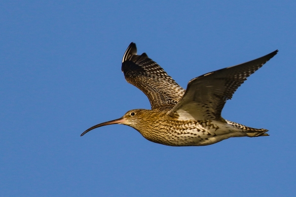 Curlew in flight against blue sky background