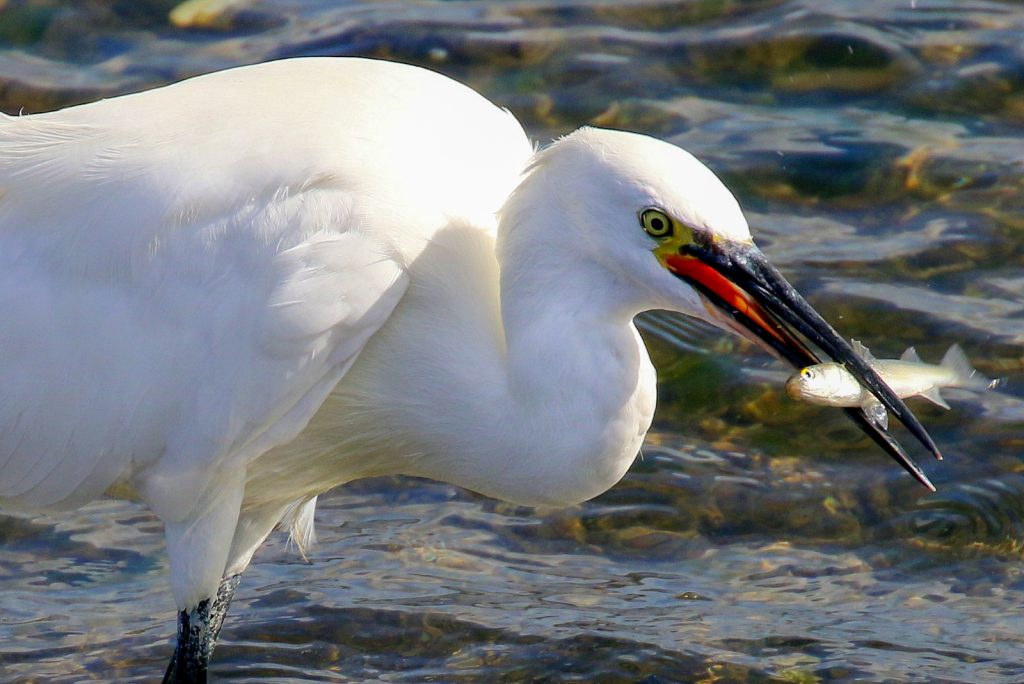 Birds of Bull Island, Dublin