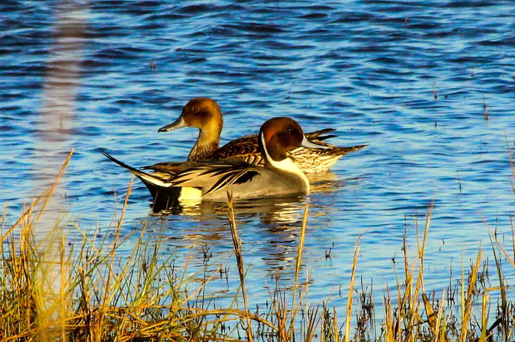 Birds of Bull Island, Dublin