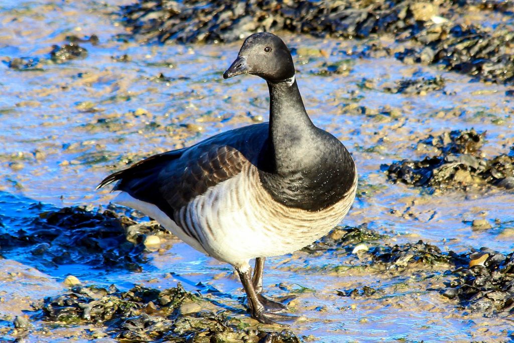 Birds of Bull Island, Dublin