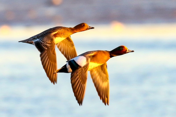 A pair of Wigeon fly over Bull Island Dublin in evening sunshine