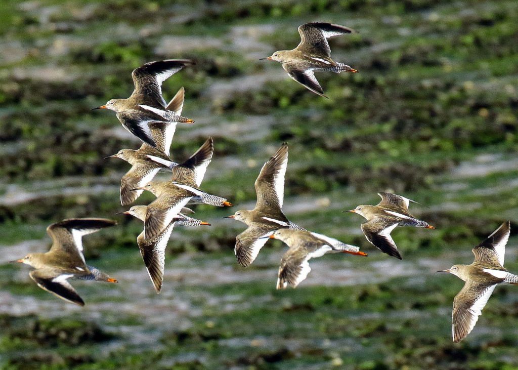 Birds of Bull Island, Dublin