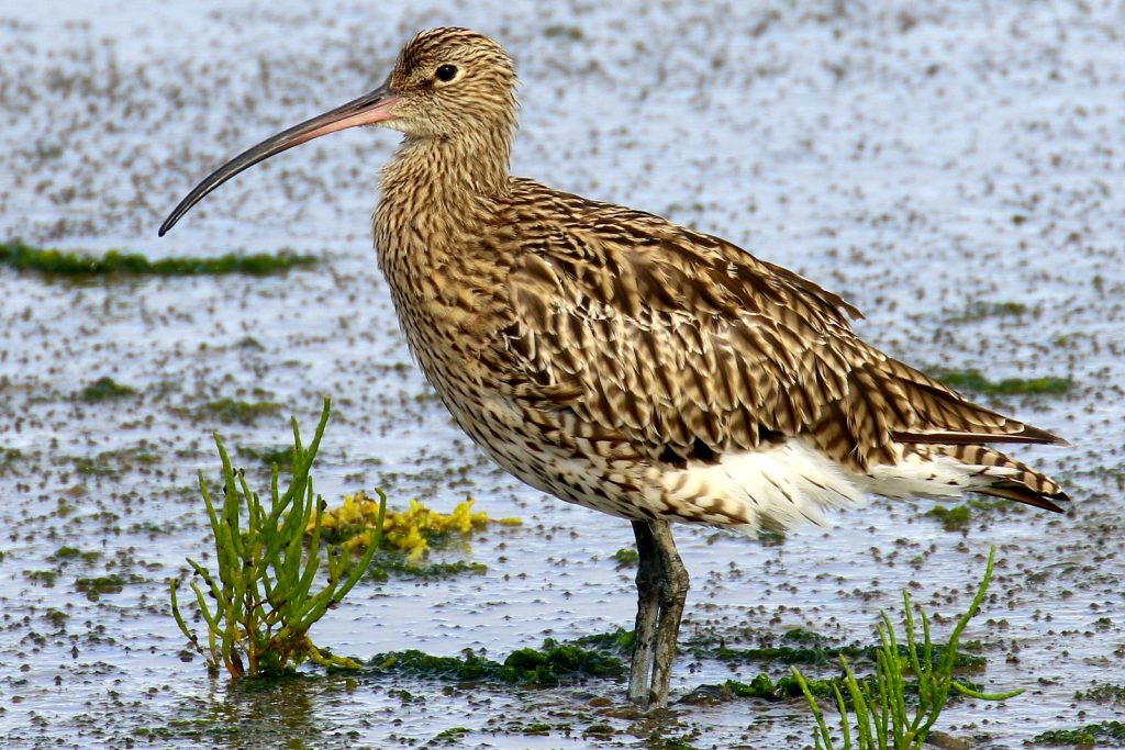 Birds of Bull Island, Dublin