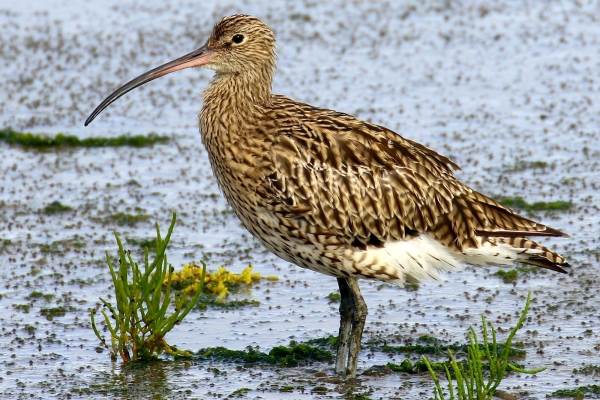 Curlew standing in shallow water just off the causeway, Bull Island, Dublin