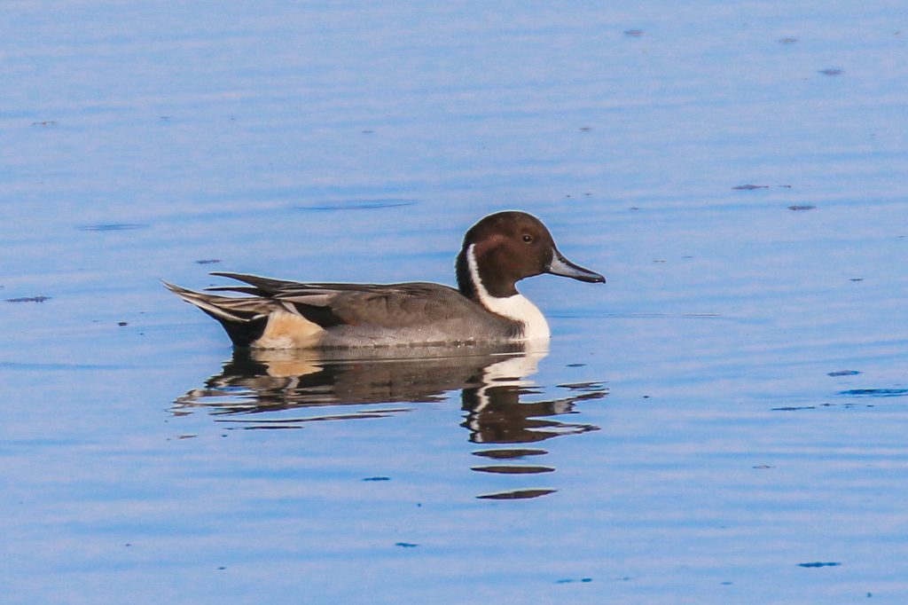 Birds of Bull Island, Dublin