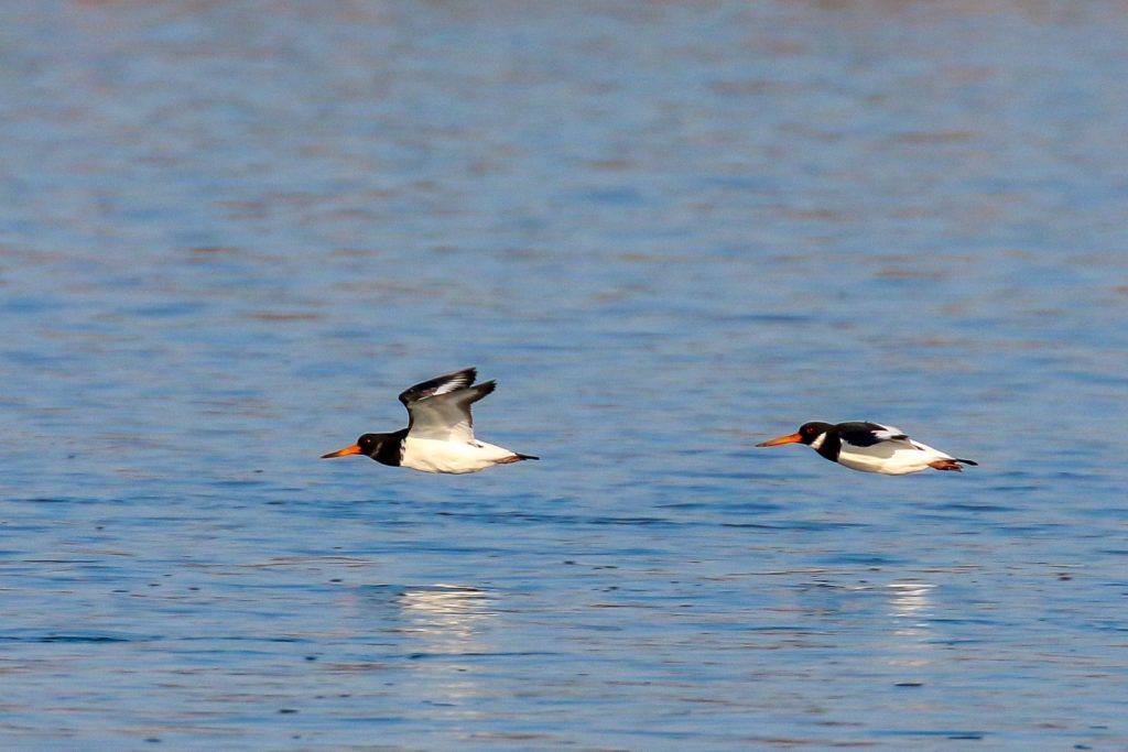 Birds of Bull Island, Dublin