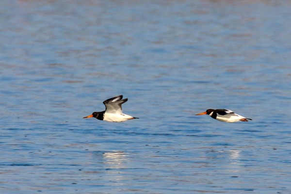A Pair of Oystercatchers fly up the channel at the tip if Bull Island, Dublin