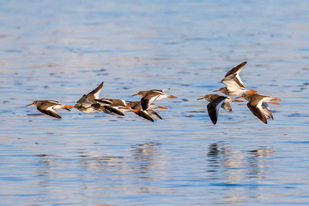 Birds of Bull Island, Dublin