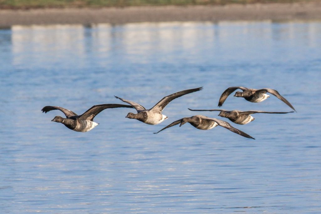 Birds of Bull Island, Dublin