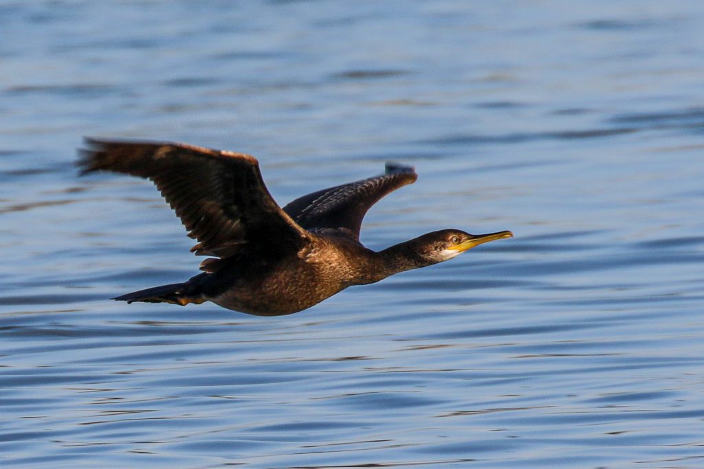 Birds of Bull Island, Dublin