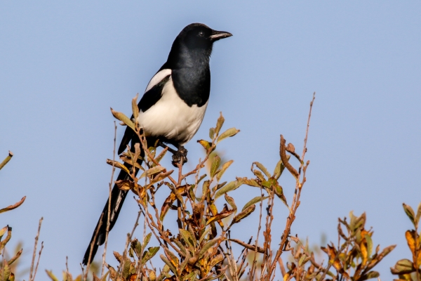 A Magpie perched on a high branch overlooking Bull Island, Dublin