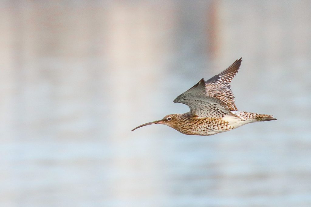 Birds of Bull Island, Dublin