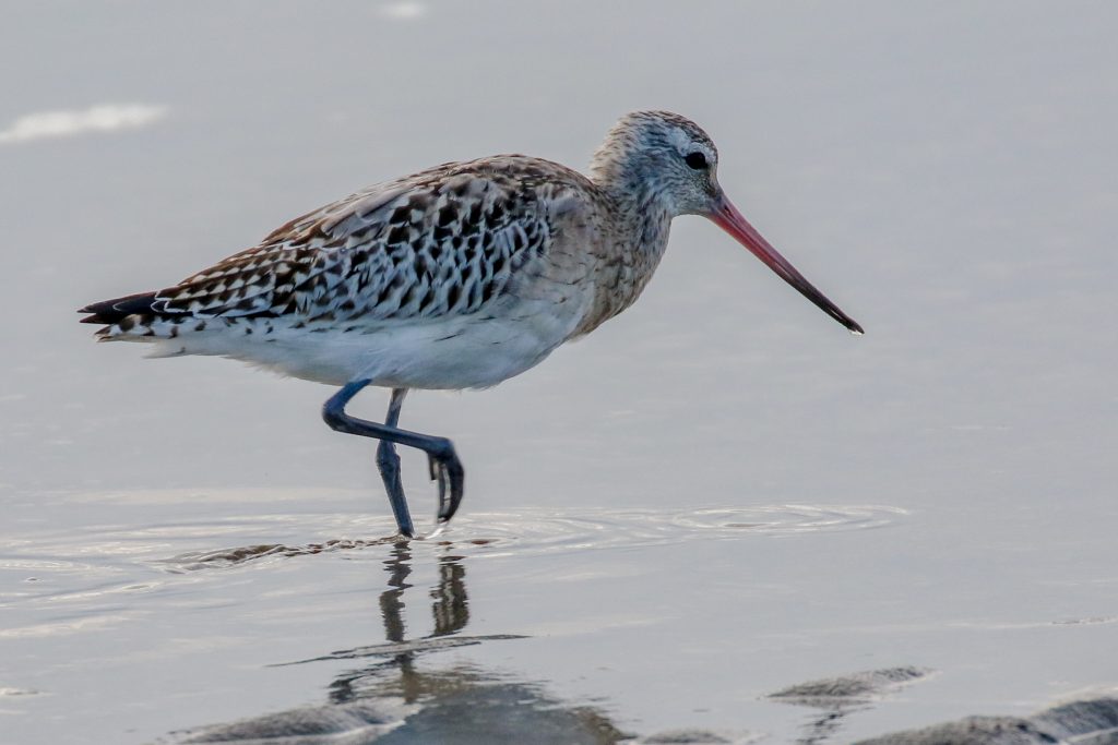 Birds of Bull Island, Dublin