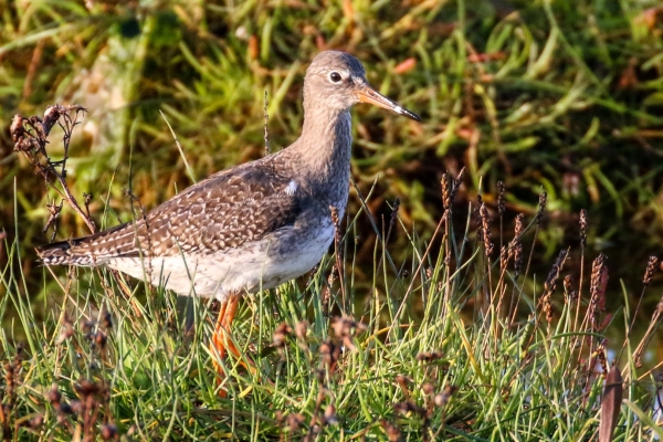 A Redshank forages in the marsh off the causeway at Bull Island, Dublin