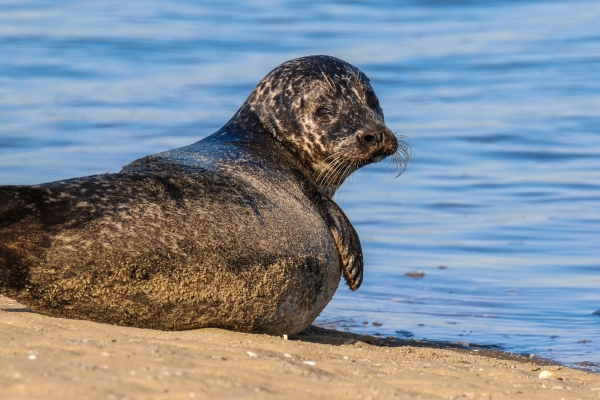 A Common seal lies on the beach at Bull Island, Dublin
